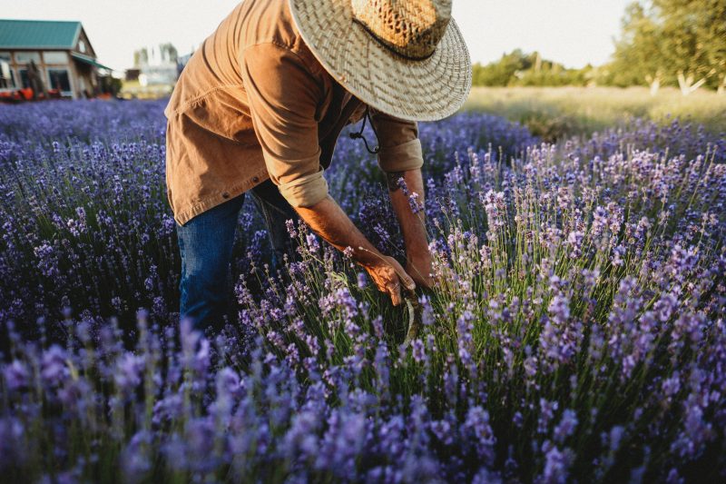 About In Bloom Lavender Farms About In Bloom Lavender Farms